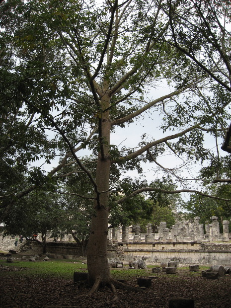 Chich&eacute;n Itz&aacute; - Sacred Tree