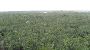 Cob&aacute; - El Castillo (view from top)